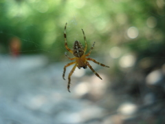 Araneus diadematus