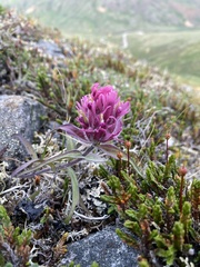 Castilleja raupii