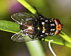 Ameniinae