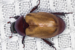 Cyclocephala melanocephala