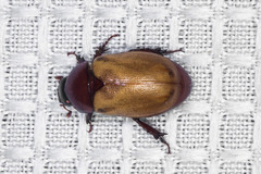 Cyclocephala melanocephala