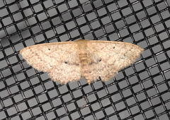 Scopula hypochra