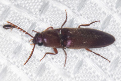 Elaterini