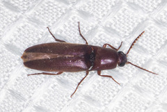 Elaterini