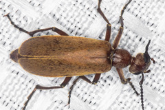 Epicauta ochrea