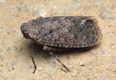 Penthicodes pulchellus