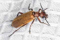 Epicauta ochrea