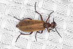 Epicauta ochrea