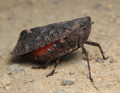 Penthicodes pulchellus