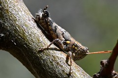 Agroecotettix modestus