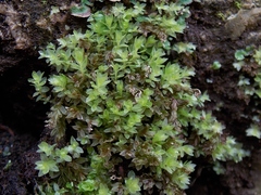 Mnium stellare