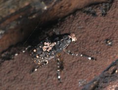 Sphinctotropis paviei