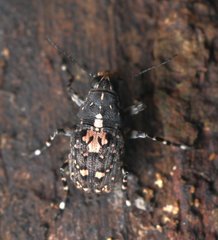 Sphinctotropis paviei