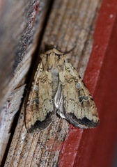 Euxoa ochrogaster