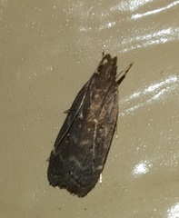 Dichomeris ligulella