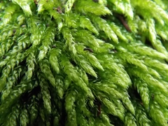 Cirriphyllum crassinervium