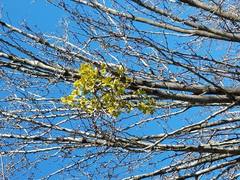 Phoradendron leucarpum