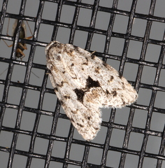 Thallarcha macilenta