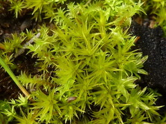 Didymodon torquatus