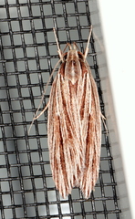 Leistarcha