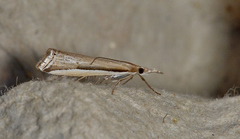 Hednota invalidellus