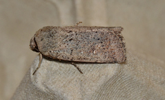 Proteuxoa leptochroa