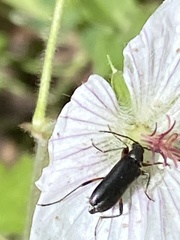 Grammoptera subargentata