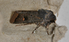 Proteuxoa atra