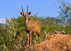 Tragelaphus scriptus bor