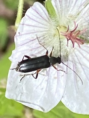 Grammoptera subargentata