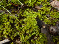 Didymodon torquatus