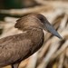 Common Hamerkop - Photo (c) Gregoire Dubois, some rights reserved (CC BY-NC)