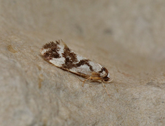Machetis aphrobola