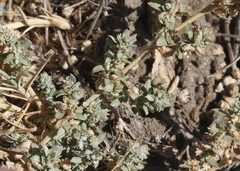 Atriplex coulteri