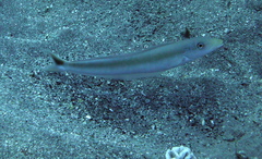 Malacanthus plumieri