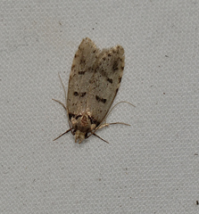 Scatochresis episema