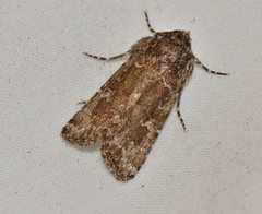 Ectopatria xerampelina