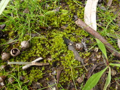 Didymodon torquatus