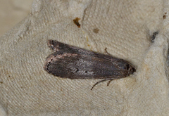 Aphomia baryptera