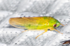 Ponana