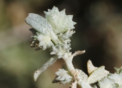 Atriplex coulteri