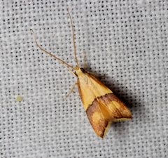 Crocanthes prasinopis