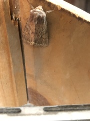 Apterogenum ypsillon