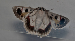 Crypsiphona tasmanica