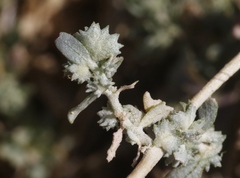 Atriplex coulteri