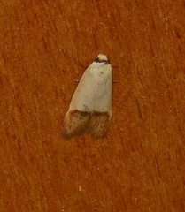 Tachystola stenoptera
