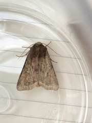 Apterogenum ypsillon