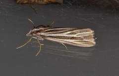 Rhynchopsota delogramma
