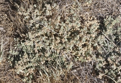 Atriplex coulteri