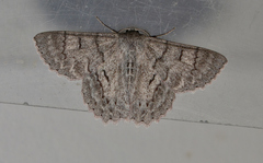 Crypsiphona tasmanica